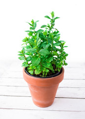 Fresh mint in a pot on white wood background, close up.