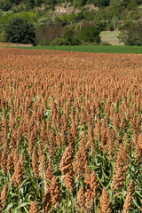 Un champ de sorgho dans la Drôme