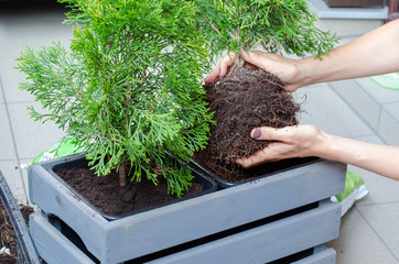 Woman gardener transplanting Thuja tree in a new wooden pot on the balcony. Close up