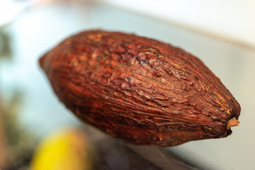 cocoa plant fruit
