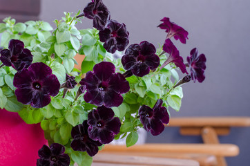Blooming dark petunia flower with green leaves on the balcony. Dark purple velvet Petunia Floral pattern