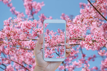 Hand using phone taking photo beautiful Wild Himalayan Cherry