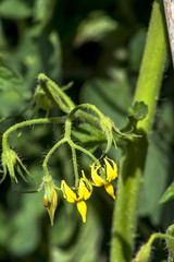 Green tomatoes on field