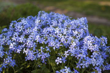 Obraz premium light-blue flowers