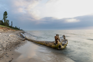 Fototapeta na wymiar Driftwood on a Lake Huron beach