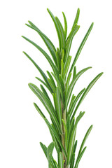 Fresh green sprig of rosemary isolated on a white background