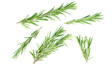 Fresh green sprigs of rosemary isolated on a white background