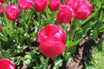 Tulip