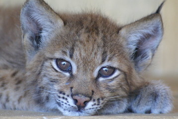Close - up beautiful muzzle red lynx, tassels on the ears fluffy and black, big eyes, fluffy paws and large. The background light.