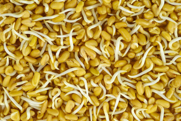 Germinated fenugreek seeds
