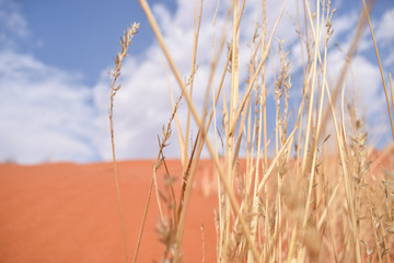 Fototapeta premium Life in a desert