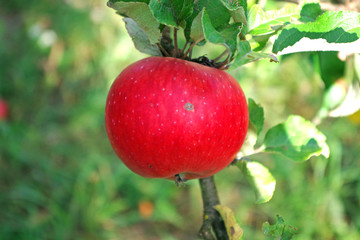 Roter Apfel am Baum