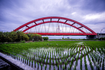 Hualien, Taiwan-August 14, 2018: Rural scenery with green paddy rice farm in Hualien, Taiwan, Asia.