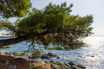 Amazing scenery by the sea in Sithonia, Chalkidiki, Greece
