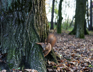 Eurasian red squirrel in autumn forest