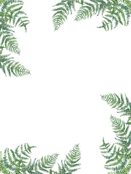 fern frame/ Watercolor floral frame. Hand drawn spring plants card design: botanical elements isolated on white background. Branches fern.