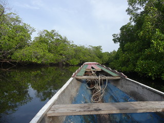 Fototapeta na wymiar pirogue dans la mangrove