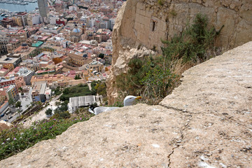 A seagull created a nest for laying eggs and raising babies on the edge of fortress ruins at a dangerous height. Extreme location for seagull nest. City view in the background