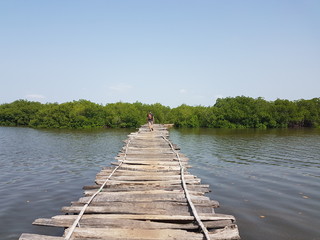 chemin dans la mangrove Sénégalaise