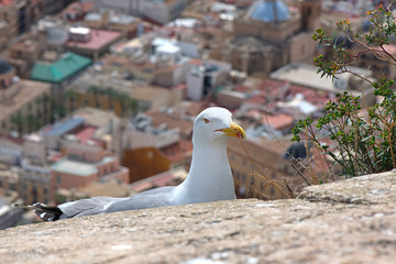 A seagull created a nest for laying eggs and raising babies on the edge of fortress ruins at a dangerous height. Extreme location for seagull nest. City view in the background