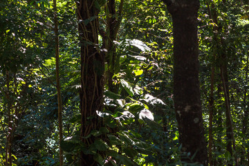 Detail of Atlantic Forest vegetation