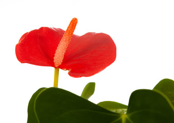 Flamingoblume