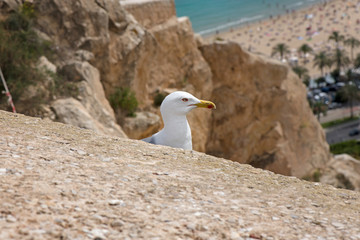 A seagull created a nest for laying eggs and raising babies on the edge of fortress ruins at a dangerous height. Extreme location for seagull nest. Mountain rock background.