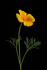 Eschscholzia californica or California poppy flower with full depth of fild isolated on black background
