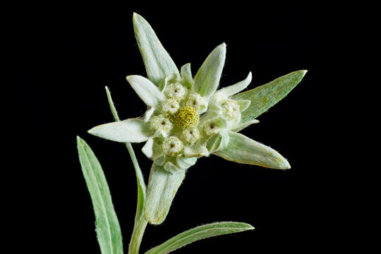 A close up of the edelweiss flower. Full depth of fild. Isolated on black.