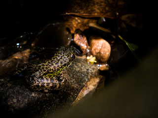 Common Tree Frog or Golden Tree Frog on rock near mountain stream creek water flowing in a forest.