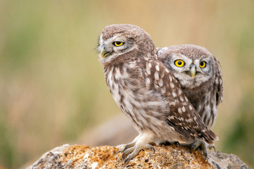 Two young little owl sitting on a stone