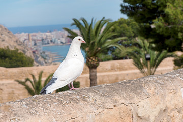 White pigeon standing on stone wall of fortress. Romantic scene, bird symbolizes freedom. Wedding concept. Beautiful, big palm trees in background. Alicante, Spain.