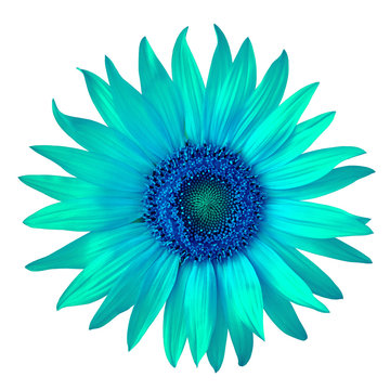 Fototapeta flower blue cyan sunflower, isolated on a white  background. Close-up.  Nature.