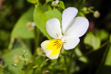 A beautiful white strawberry flower.