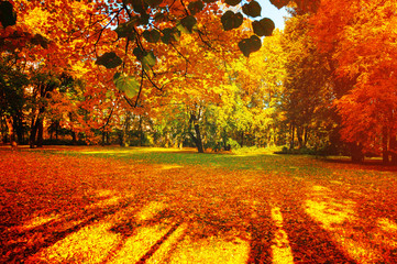 Fall landscape - fall trees in sunny fall park lit by sunshine, sunny fall landscape in soft sunlight. Fall landscape scene