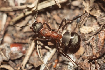 The ant is engaged in its own affairs.