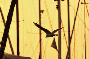 Seagull flies over the harbor at sunset among the sailing masts