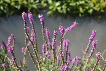 Blutweiderich (Lythrum salicaria),