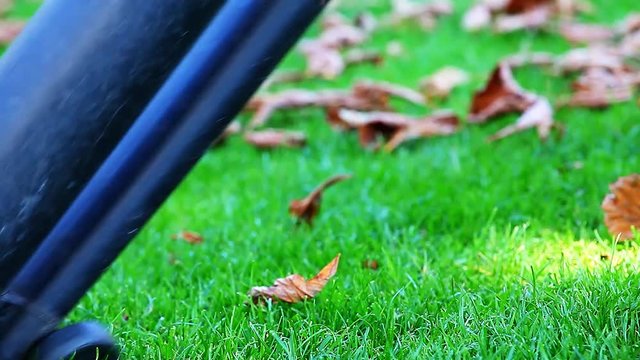 autumn leaf garden clean