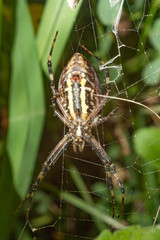 Spider Argopa brunnicha expects his victim in the web