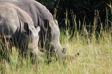 Fototapeta premium Przyjaciele Rhino