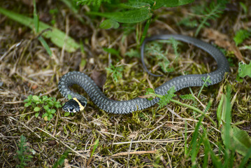  Grass snake