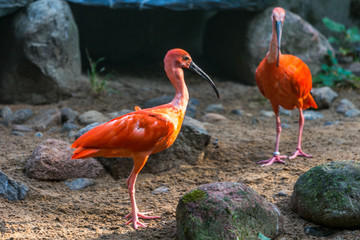 Fototapeta premium Ibis