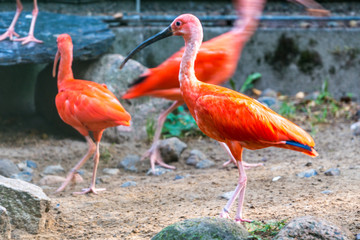 Ibis