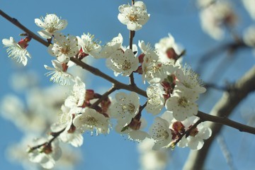 Flowers of white cherry.