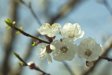 Flowers of white cherry.