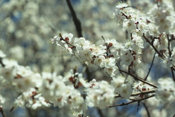 Flowers of white cherry.