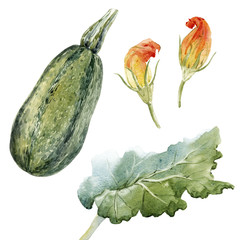 Watercolor zucchini set