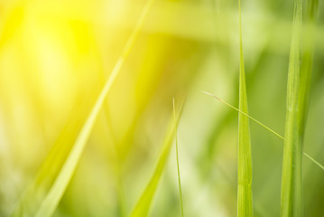 grass field close up with vibrant light background