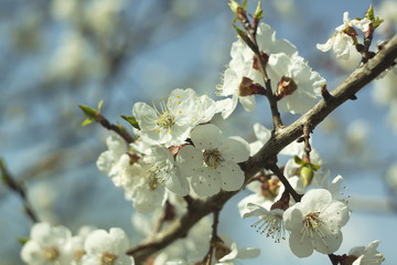 Flowers of white cherry.